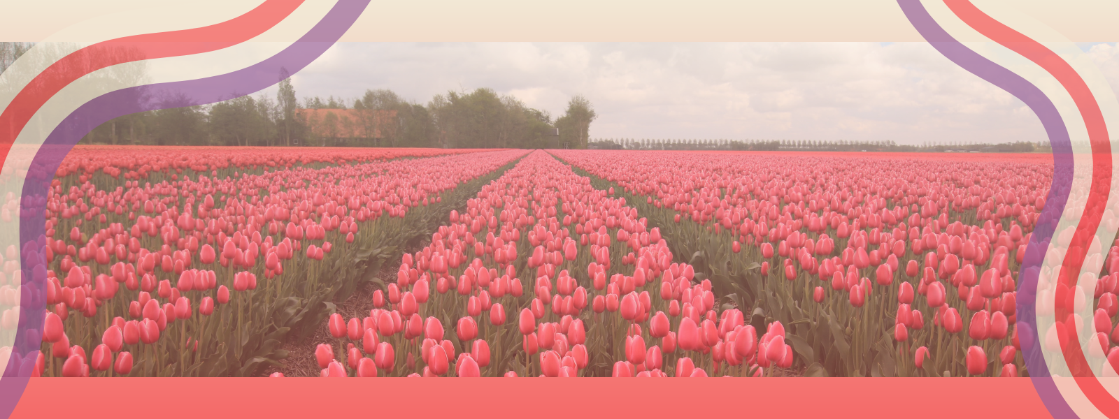 slider image tulips